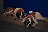 DSC_284.JPG