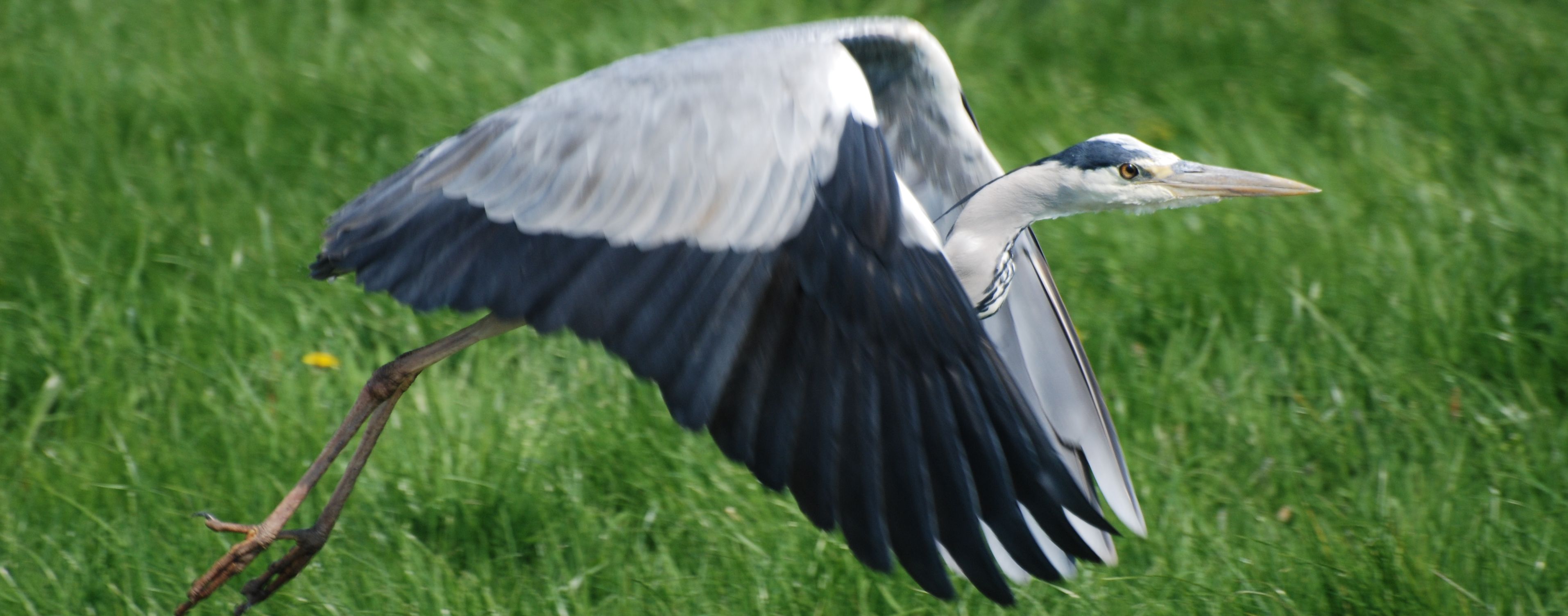 Reiger